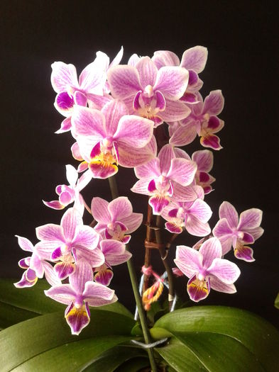 Trimis la - felicita.sunphoto.ro; DETALIU - Orhidee Phalaenopsis (Asa va inflori!)
