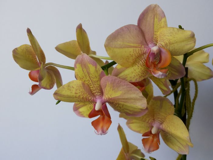 Trimis la - EuLiliakia.sunphoto.ro; DETALIU - Orhidee Phalaenopsis (Asa va inflori!)
