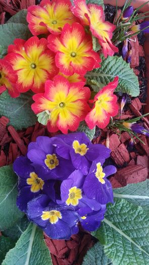 20160309_165911 - curtea cu toate cele 2016