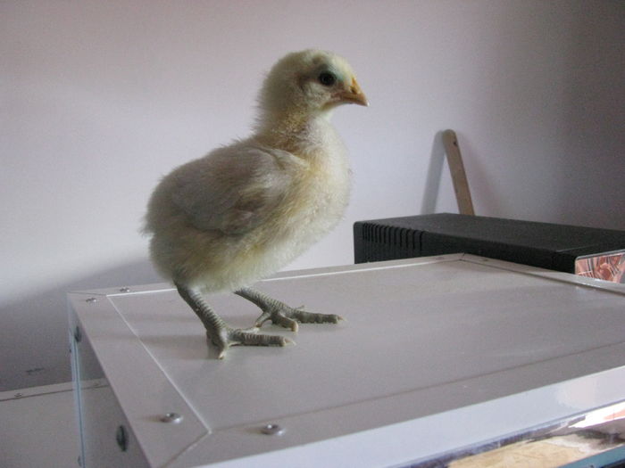 bresse 10 zile 200g (2) - GENERATIA UNU PE  2016