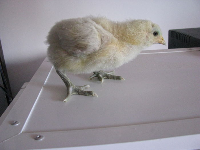 bresse 10 zile 200g - GENERATIA UNU PE  2016