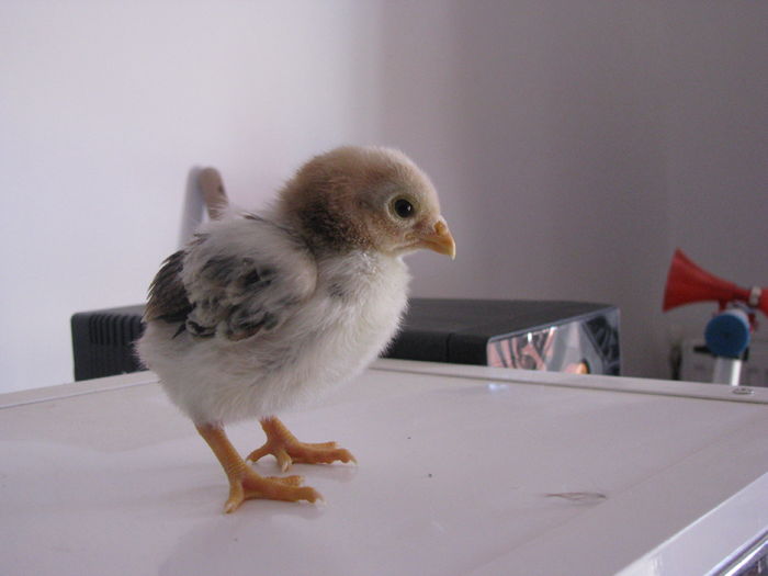 combatant indian pitic  10 zile 80g (3) - GENERATIA UNU PE  2016