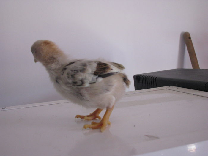 combatant indian pitic  10 zile 80g (4) - GENERATIA UNU PE  2016