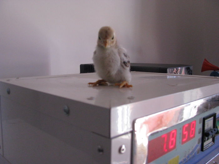 combatant indian pitic  10 zile 80g