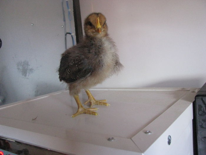 italiana potirnichie 10 zile 190g (2)