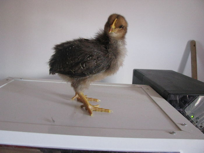 italiana potirnichie 10 zile 190g (3)