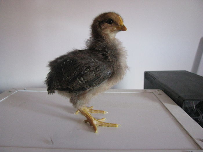 italiana potirnichie 10 zile 190g