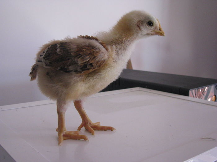 kabir 10 zile 200g (2)