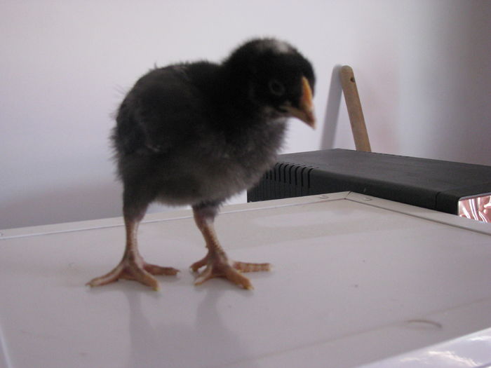 plymouth rock barat 10 zile 200g (2)