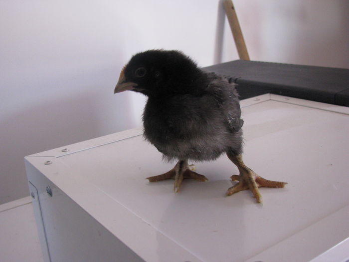 plymouth rock barat 10 zile 200g (3)