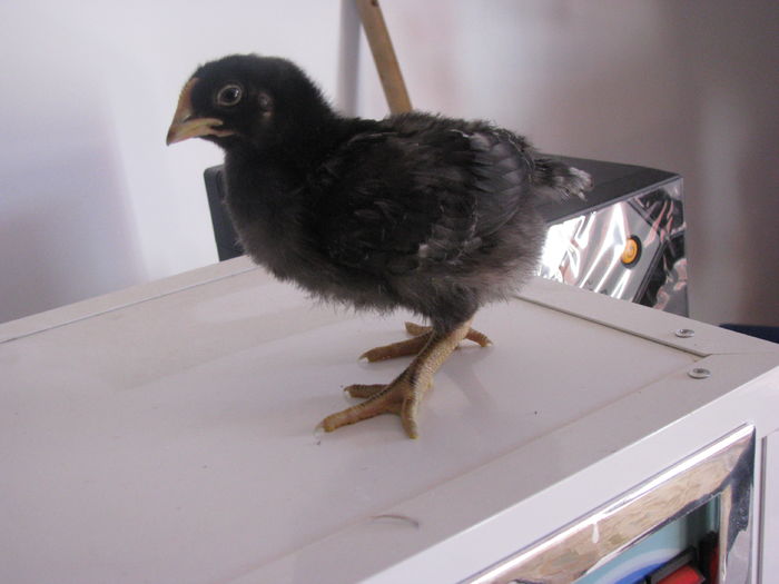 plymouth rock barat 10 zile 200g (4)