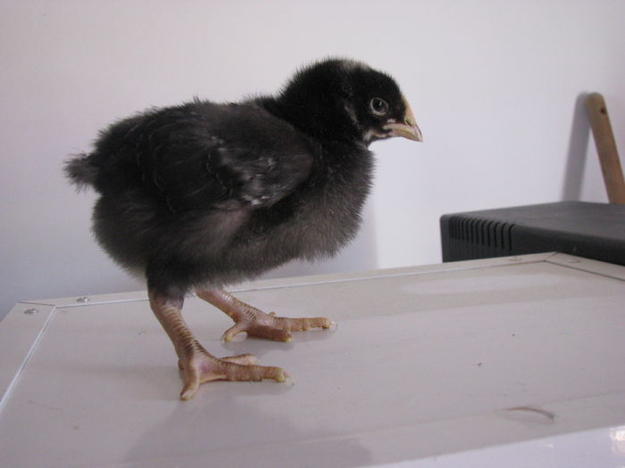 plymouth rock barat 10 zile 200g