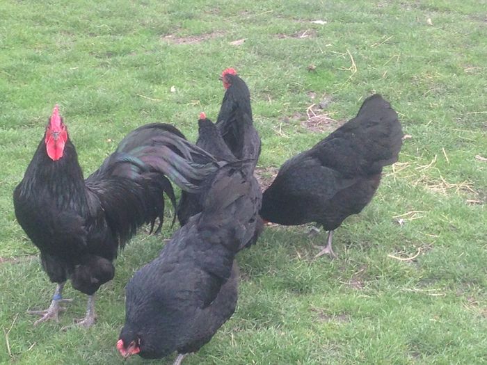 image - G AUSTRALORP NEGRU