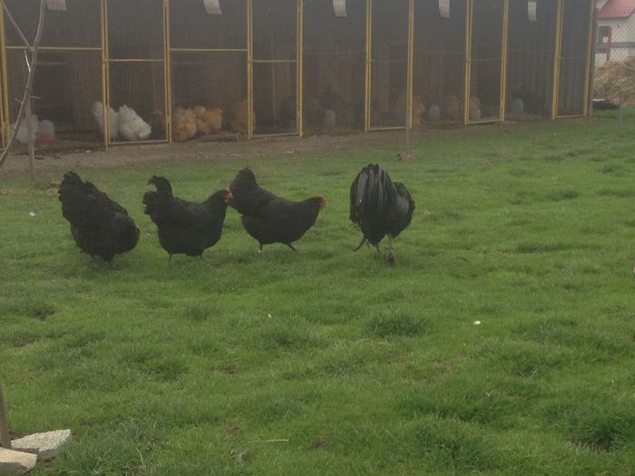 image - G AUSTRALORP NEGRU