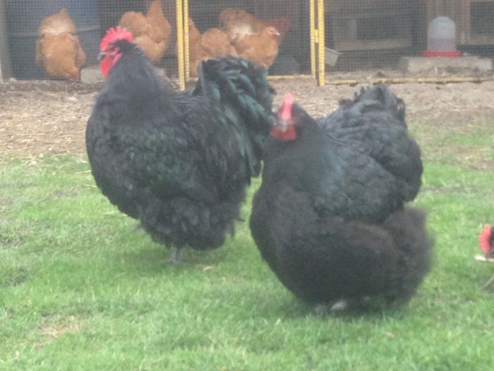 image - G ORPINGTON NEGRU