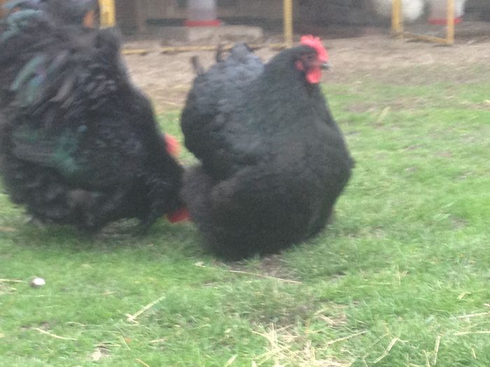 image - G ORPINGTON NEGRU