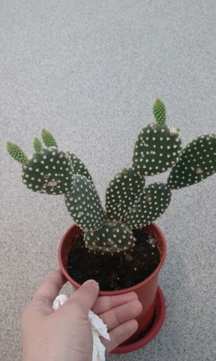 Cactus Opuntia