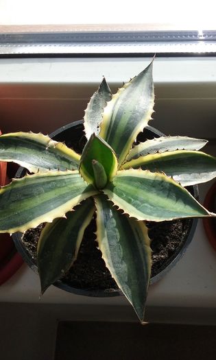 Vandut-Agava lophanta - Agave