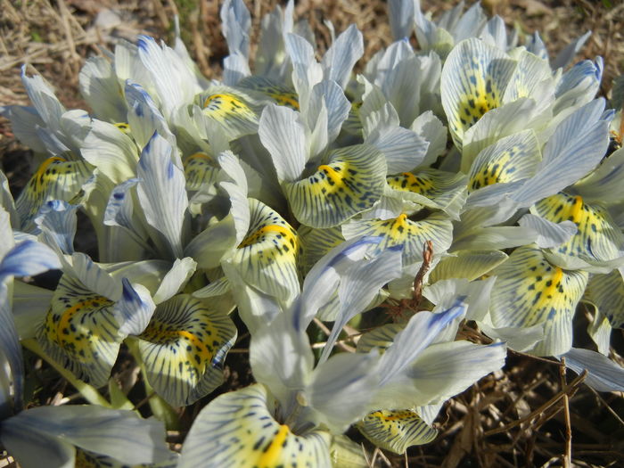 Iris Katharine Hodgkin (2016, March 01)