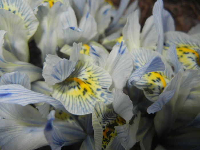 Iris Katharine Hodgkin (2016, March 02) - Iris reticulata Katharine Hodgkin