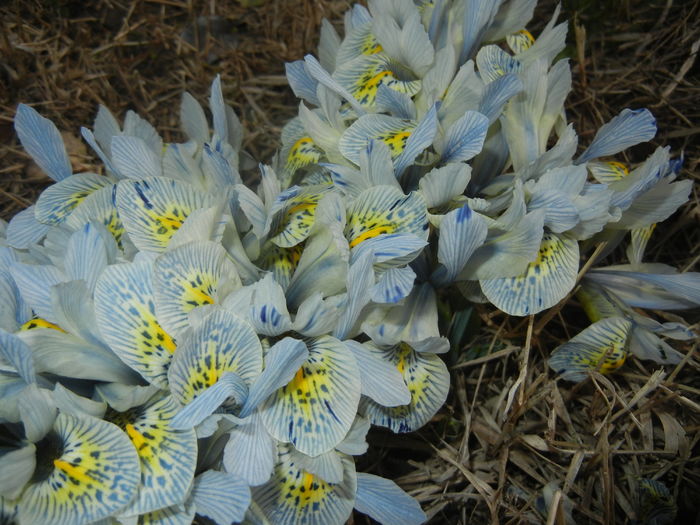 Iris Katharine Hodgkin (2016, March 03) - Iris reticulata Katharine Hodgkin