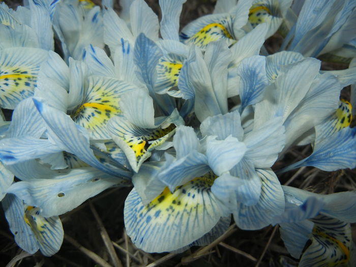 Iris Katharine Hodgkin (2016, March 06) - Iris reticulata Katharine Hodgkin