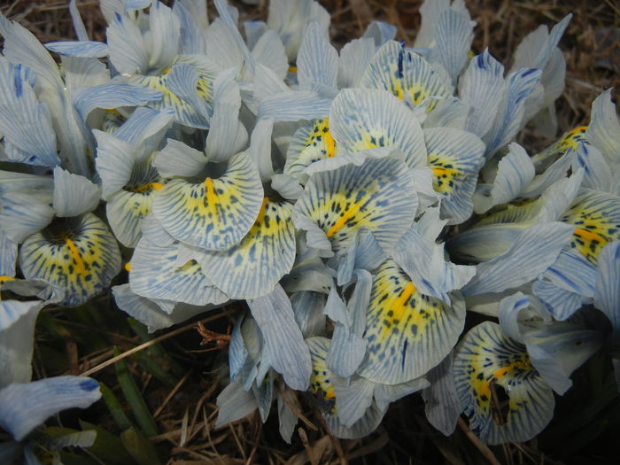 Iris Katharine Hodgkin (2016, March 06) - Iris reticulata Katharine Hodgkin