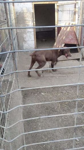 received_858884237556055 - paza casei