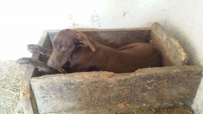 received_858884284222717 - paza casei