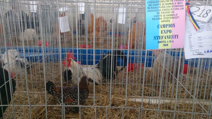 Campioană Expo Stefanesti ediția 2a ianuarie 2016 - Mii de Flori Portelan matca 2016