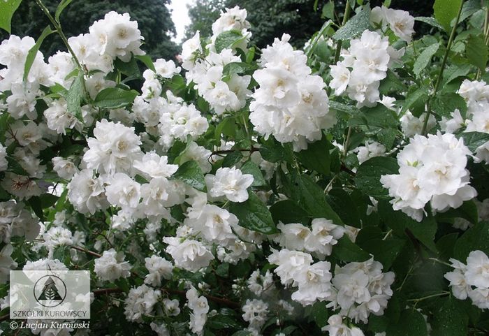 Philadelpus_Bouquet Blanc