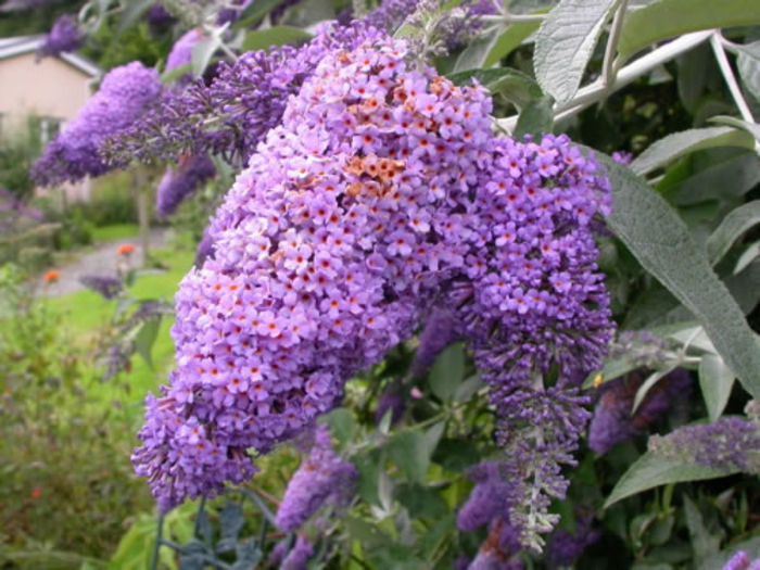 Buddleja_Lochinch_