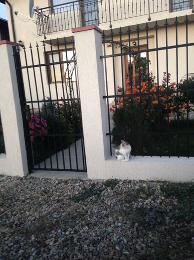 image; Pisy in a%u0219teptare
