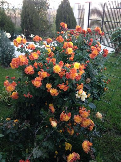 image; Crizantemele mele
