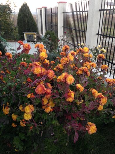 image; Tuf%u0103nele
