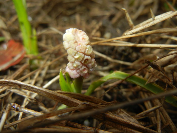 Muscari Pink Sunrise (2016, March 09)