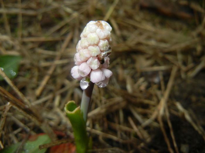 Muscari Pink Sunrise (2016, March 09)