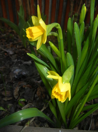 Narcissus Tete-a-Tete (2016, March 06)