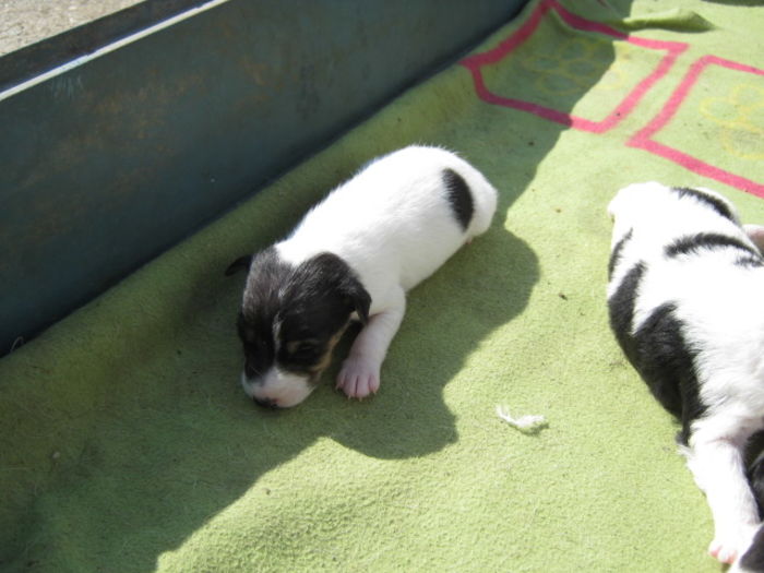 IMG_5680 - A B Agentii de Paza SANDRA Foxterrier Catea cu par Neted GlatFox