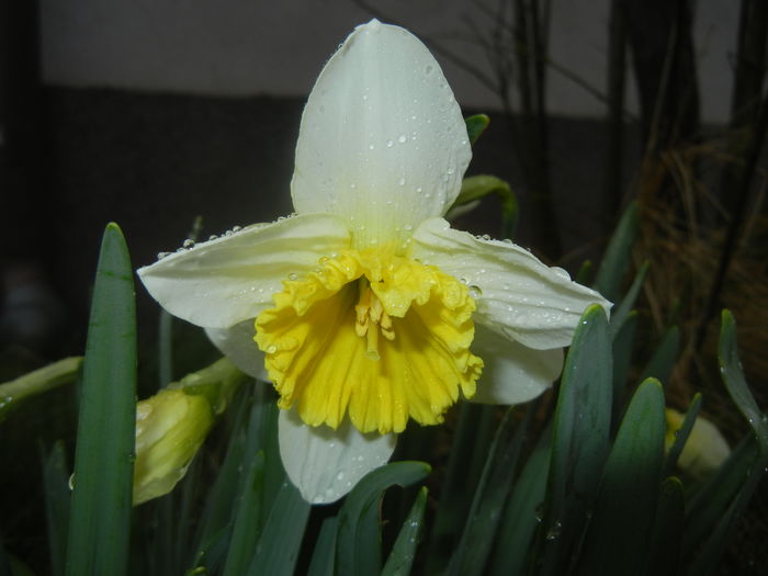 Narcissus Ice Follies (2016, March 09)