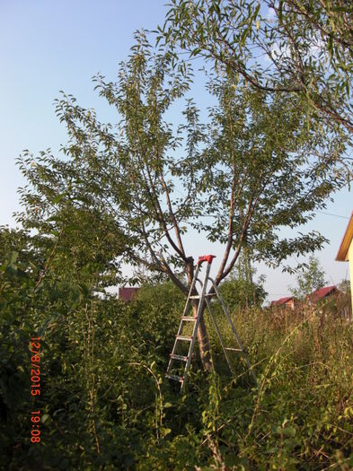Toaletare Cires - Gradina Casa si Plante Rare sau Deosebite pentru Sanatate2