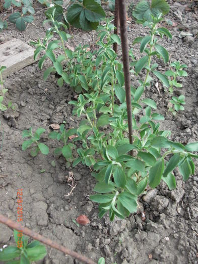 Stevia Dulce - Gradina Casa si Plante Rare sau Deosebite pentru Sanatate2