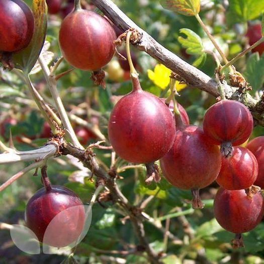 AGRIS:Hinnonmaki Rosu - REZOLVAT - Doresc sa le cultiv in gardina mea -2016