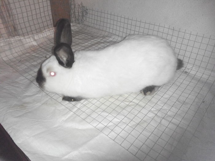 IMG_20160308_185214 - f tineret masculi