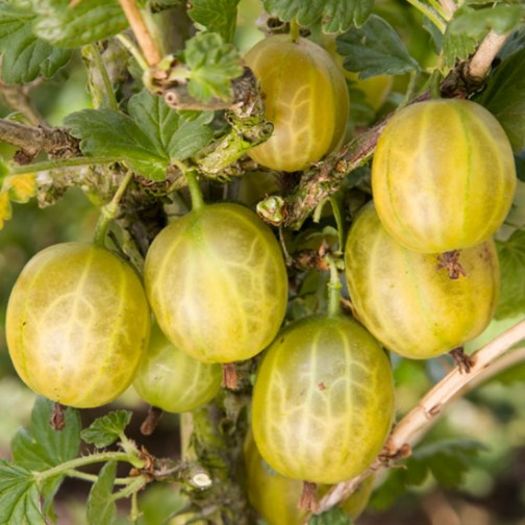 Gooseberry-Hinnonmaki-Yellow - Doresc sa le cultiv in gardina mea -2016