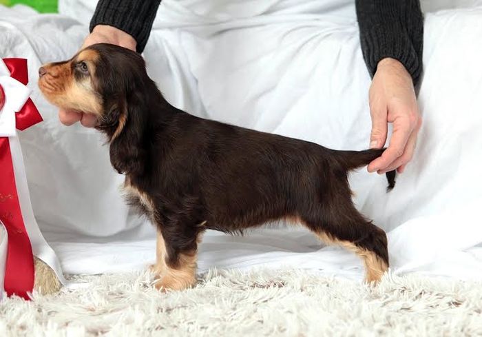 g - De vanzare pui Cocker Spaniel Englez cu pedigree