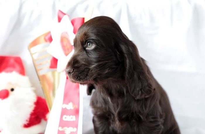 m - De vanzare pui Cocker Spaniel Englez cu pedigree