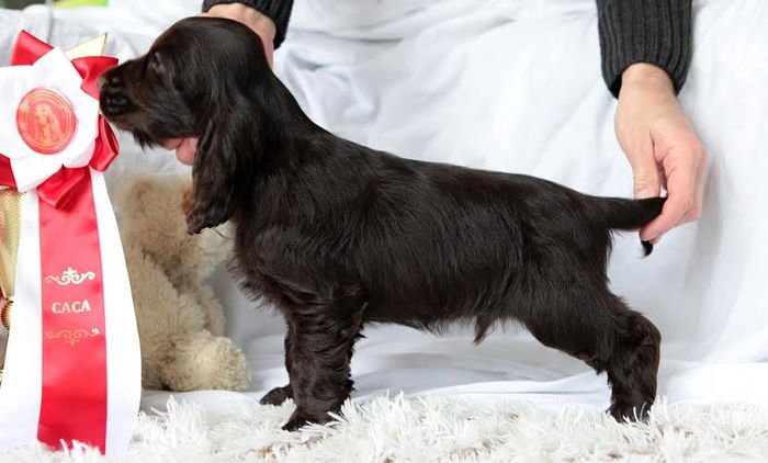 n - De vanzare pui Cocker Spaniel Englez cu pedigree