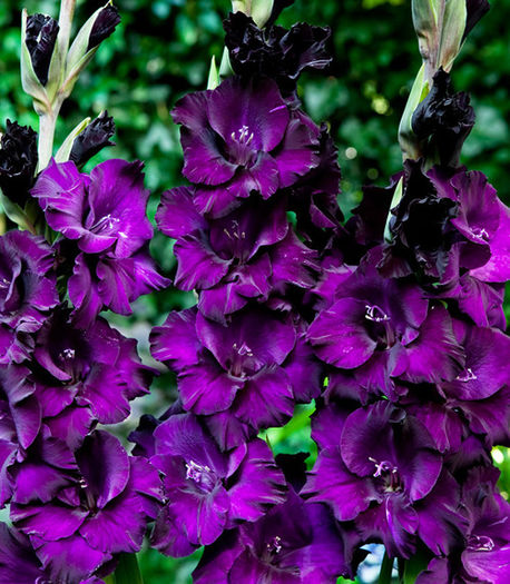 pol_pm_Mieczyk-Gladiolus-Purple-Flora-5-szt--4959_1 - achizitii 2016