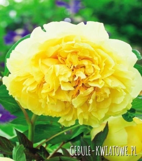 Piwonia Prima Vera 1 szt.